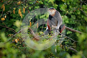 Red-shanked douc langur - Pygathrix nemaeus portrait of arboreal and diurnal Old World monkey endemic to Laos, Vietnam and photo
