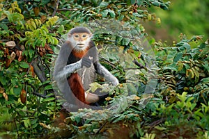 Red-shanked douc langur - Pygathrix nemaeus portrait of arboreal and diurnal Old World monkey endemic to Laos, Vietnam and photo