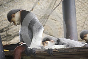 Red-shanked douc langur sleeping