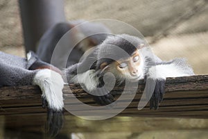 Red-shanked douc langur sleeping