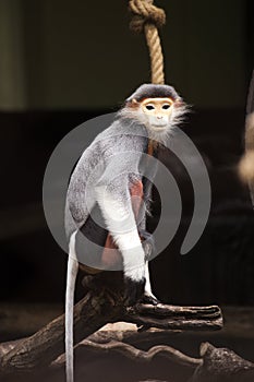 Red-shanked douc langur on the tree