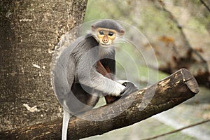 Red-shanked douc langur on the tree