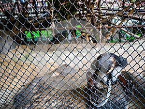 Red-shanked douc monkey Scratch Its tail ,Pygathrix nemaeus monkey behind the cage