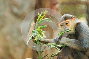 Red-shanked douc,monkey ,in zoo cage,animal, wildlife.