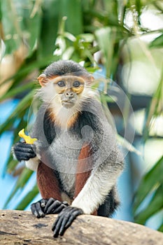 Red-shanked Douc (Pygathrix nemaeus)