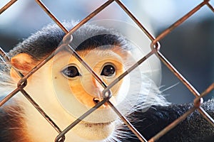 Red-shanked douc that was trapped cage