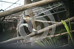 Red-shanked Douc in the zoo.