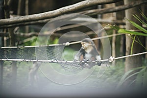 Red-shanked Douc in the zoo.