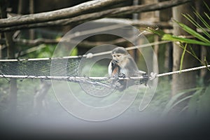 Red-shanked Douc in the zoo.