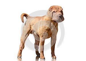 Red Shar Pei stand isolated on white background. Front view
