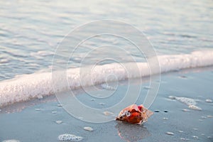 Red shell washed away by a wave on the beach