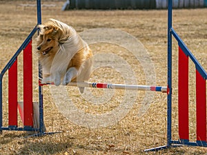 Red Sheltie taking part in an agility competition