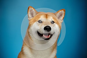 Red Shiba inu Dog on Blue Background