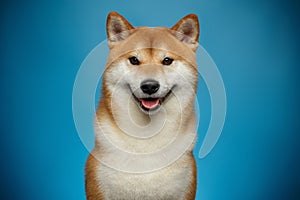 Red Shiba inu Dog on Blue Background