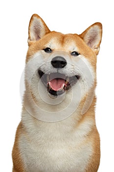 Red Shiba inu Dog on Isolated White Background