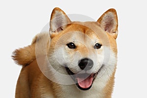 Red Shiba inu Dog on Isolated White Background