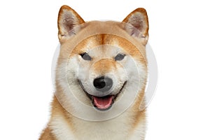 Red Shiba inu Dog on White Background