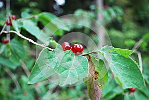 Red shining fruits of Lonicera xylosteum or honeysuckle on twig with forest bush in background
