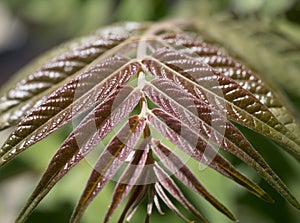 Red Shiny Sumac Leaves