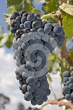 Red Shiraz Grapes