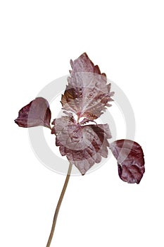 Red shiso herb