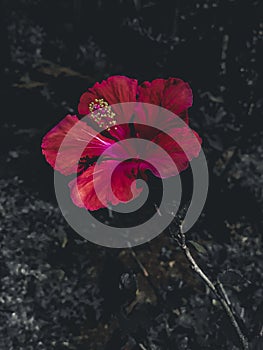 Red Shoeblack plant flower (Hibiscus rosa-sinensis, Bunga Sepatu, Kembang Sepatu) bloom dark background