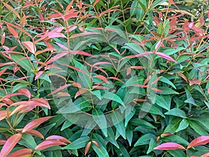 red shoot leaves or syzygium oleina