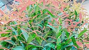 red shoot leaves or syzygium oleina