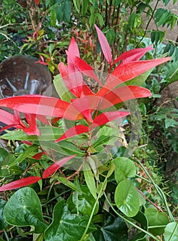 red shoot ornamental plant 2