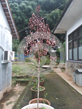 This red shoot plant died because it was not cared for