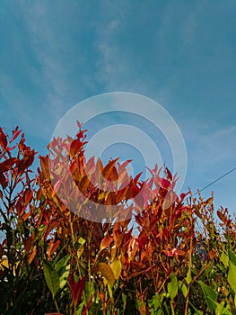 Red shoot plant potrait picture photo