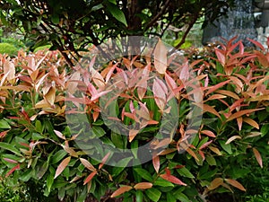 red shoot tree with perfect red