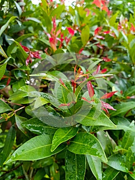 Red shoots, home-grown plants that grow in the tropics, with leaves that turn green after aging.