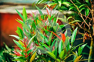 Red shoots or red shoots Leaf (Syzygium myrtifolium)