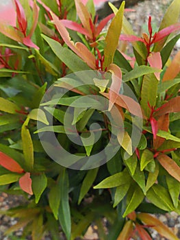 Red shoots (Syzygium oleana) is a herbaceous plant with evergreen leaves,