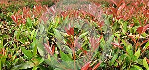 Red shoots or Syzygium oleina