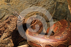 Red short-tailed python