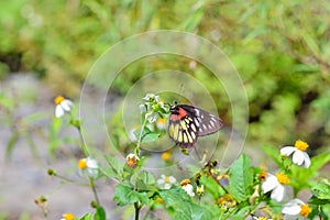 Red shoulder butterfly in the flower. photo