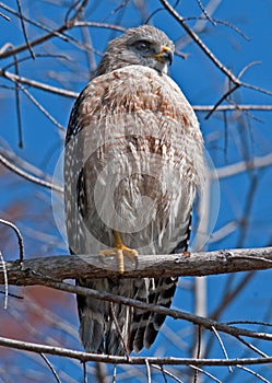 Red Shoulder Hawk