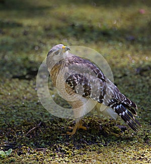 Red Shoulder Hawk on ground looking up