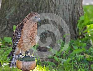 Red Shoulder Hawk looking down