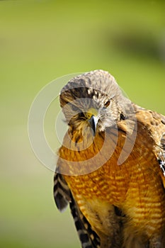 Red Shoulder Hawk