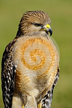 Red Shoulder Hawk
