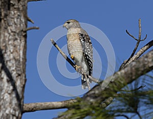 Red Shoulder Hawk