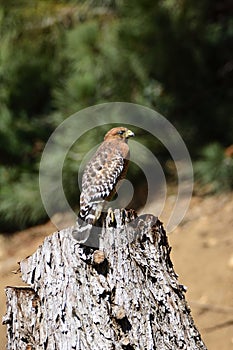 Red shoulder hawk