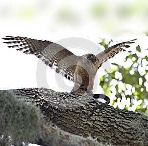 Red-shoulder Hawk With Snake