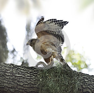 Red-shoulder Hawk With Snake