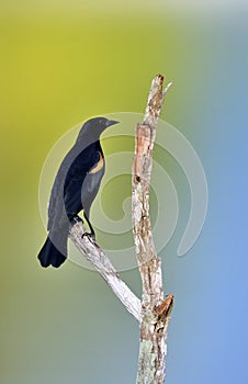 Red-shouldered Blackbird (Agelaius assimilis)