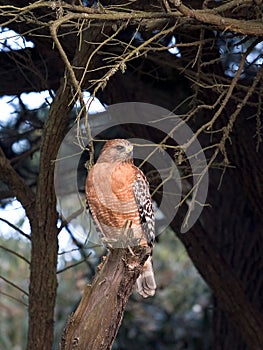 Red-shouldered hawk. photo