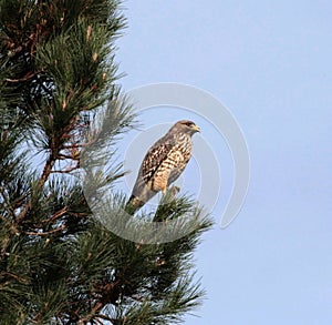 Red Shouldered Hawk photo